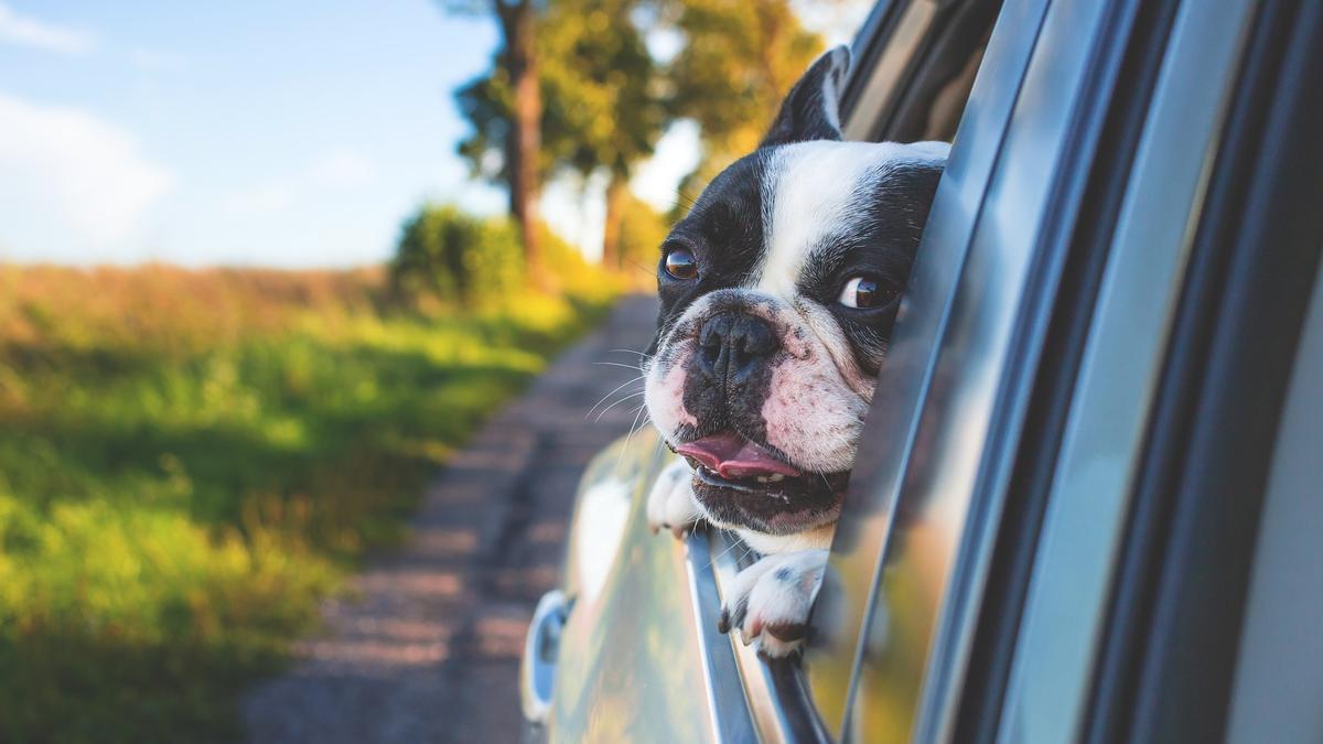 Consejos para viajar con tu perro en el coche 