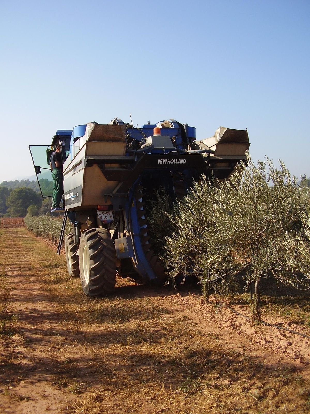 Máquina en plena recogida de aceitunas.
