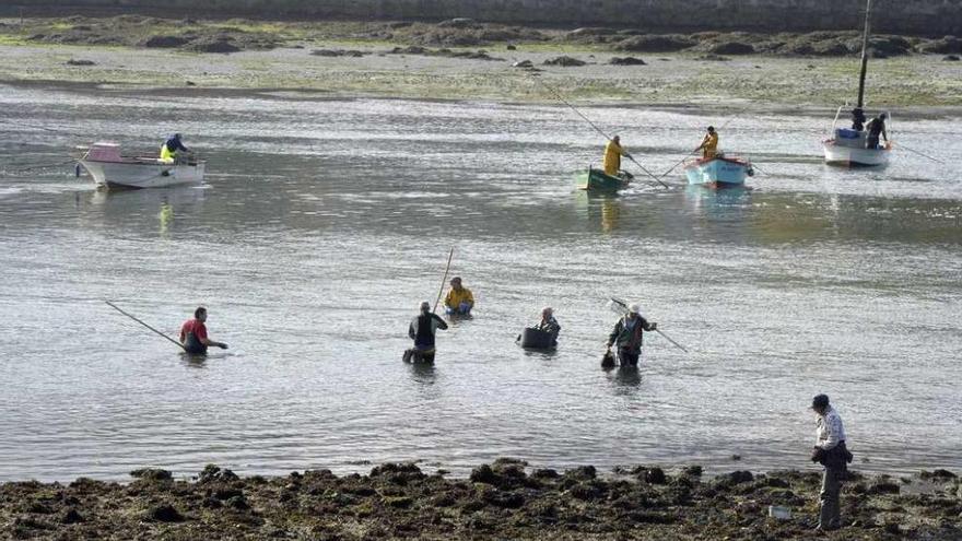 Mariscadores en la ría de O Burgo.