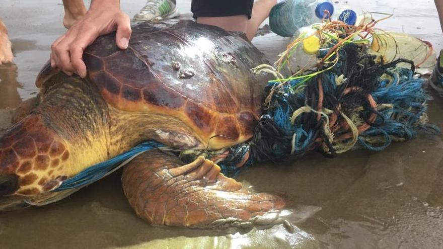 Rescatan una tortuga rodeada de plásticos en la Malvarrosa