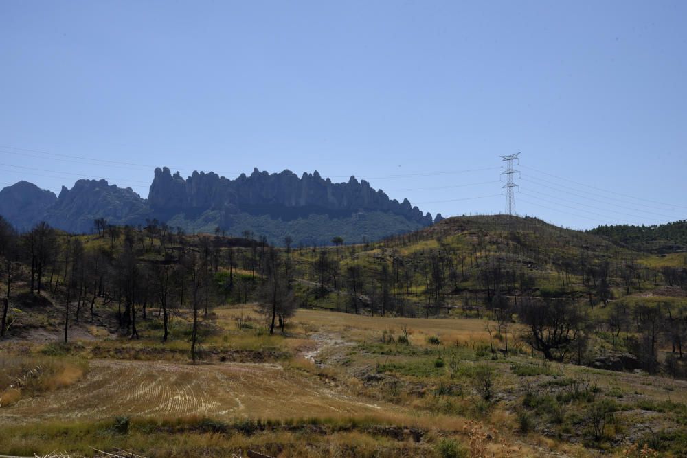 La zona afectada pel foc d'Òdena, un any després