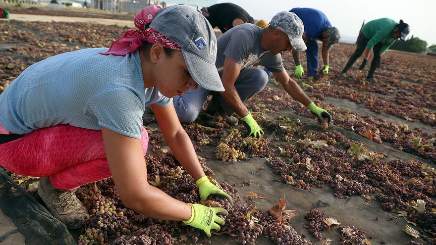 La pasera más grande del mundo está en Montilla