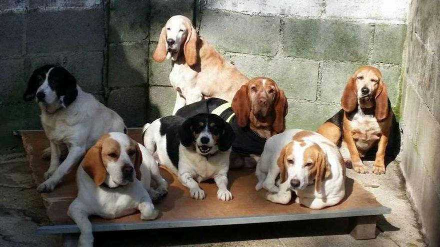 Varios perros en el refugio de la Asociación Protectora de Animales Abandonados del Noroeste, en Culleredo.