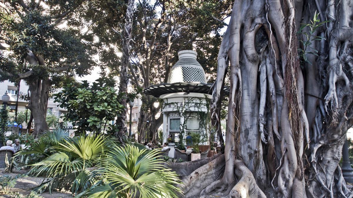 PLANES EN ALICANTE | Qué ver en Alicante en 2 días: Ficus en el Portal de Elche de Alicante