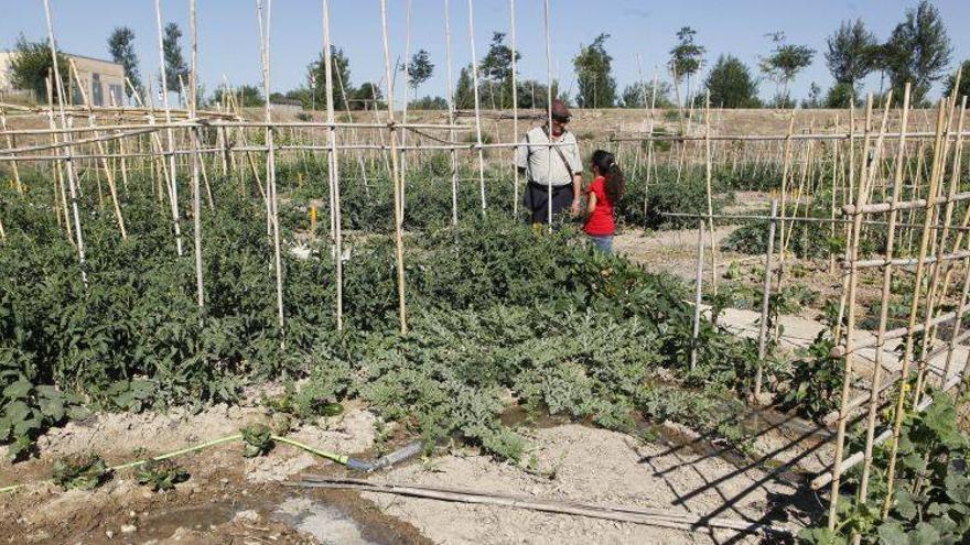 El 90% de los huertos urbanos están alquilados y cultivados