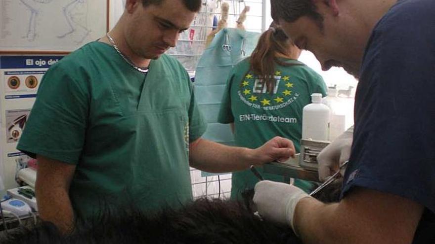 Imagen de una de las intervenciones llevadas a cabo por los veterinarios alemanes.