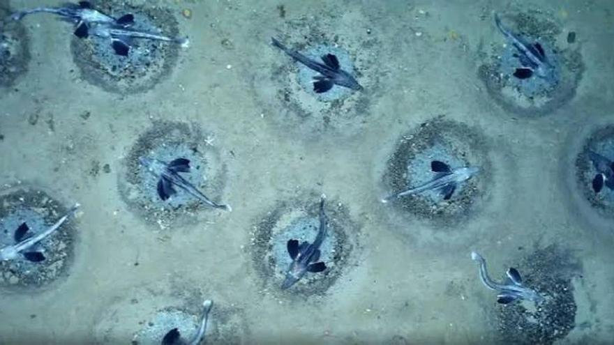 Exploran la Antártida a 535 metros de profundidad y encuentran una “ciudad submarina” formada por 60 millones de nidos