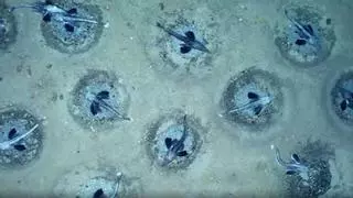 Exploran la Antártida a 535 metros de profundidad y encuentran una “ciudad submarina” formada por 60 millones de nidos