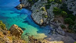 La bahía de Alicante se ha convertido en un área clave para los tiburones y otros depredadores en el Mediterráneo