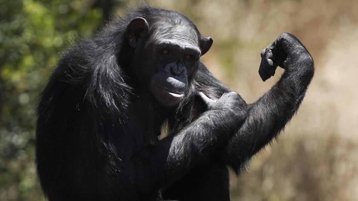 Un chimpancé en una reserva de Kenia