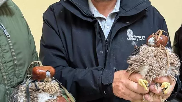 VÍDEO | Así se han colocado las anillas de seguimiento y el marcaje GPS a los pollos de halcón peregrino de Zamora