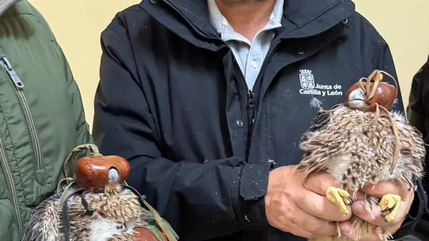 VÍDEO | Así se han colocado las anillas de seguimiento y el marcaje GPS a los pollos de halcón peregrino de Zamora