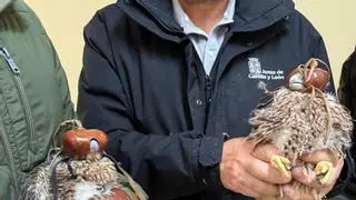 Los pollos de halcón peregrino de Zamora ya tienen DNI: la Junta realiza el marcaje de las crías del parque León Felipe