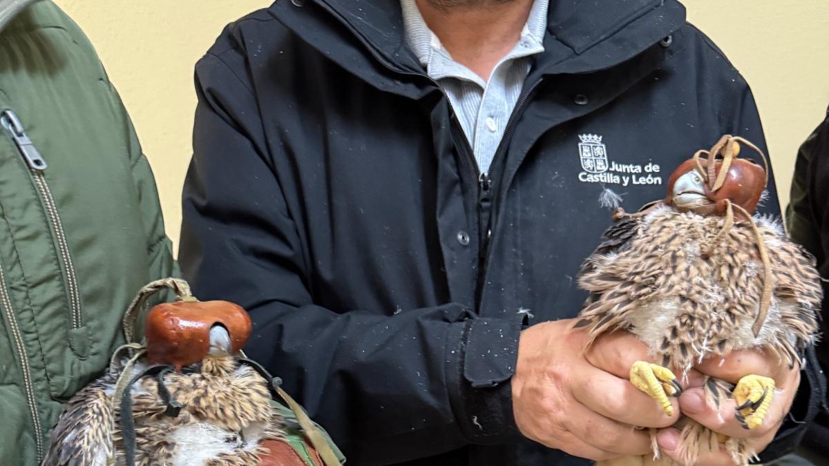 VÍDEO | Así se han colocado las anillas de seguimiento y el marcaje GPS a los pollos de halcón peregrino de Zamora
