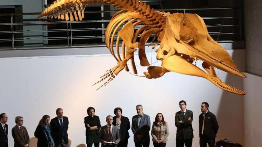 El conselleiro Vázquez presenta la nueva pieza del cachalote, ayer en el Museo del Mar.  // Ricardo Grobas