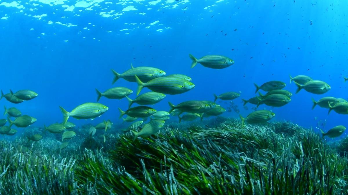 La posidonia de Illetes tiene 2.355 años