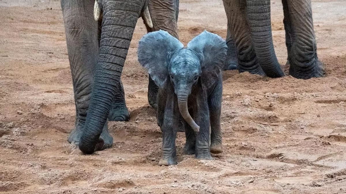 Bioparc, ocio “con causa” para conocer la naturaleza salvaje