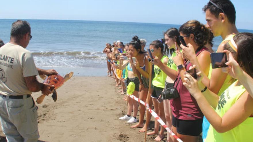 Regresa al mar una joven tortuga