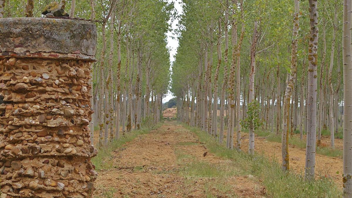 Plantación de chopos en la provinica de Zamora. | J. A. G.