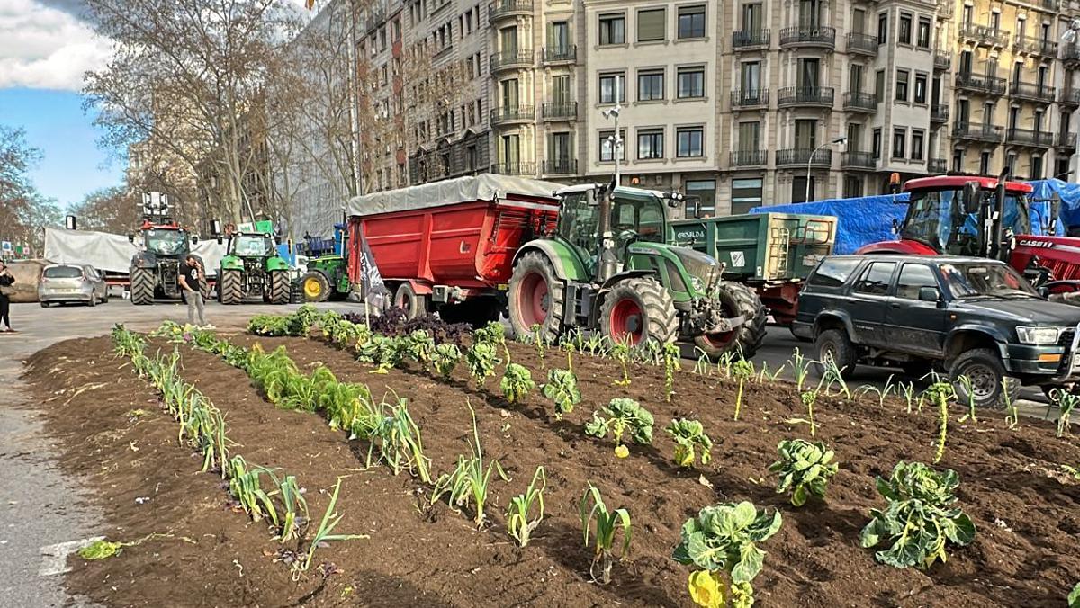Un huerto en plena Gran Via de Barcelona durante las protestas del sector agrícola.
