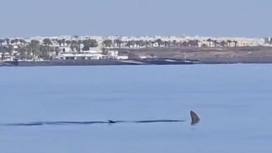 Un tiburón martillo sorprende a un pescador en aguas de Canarias