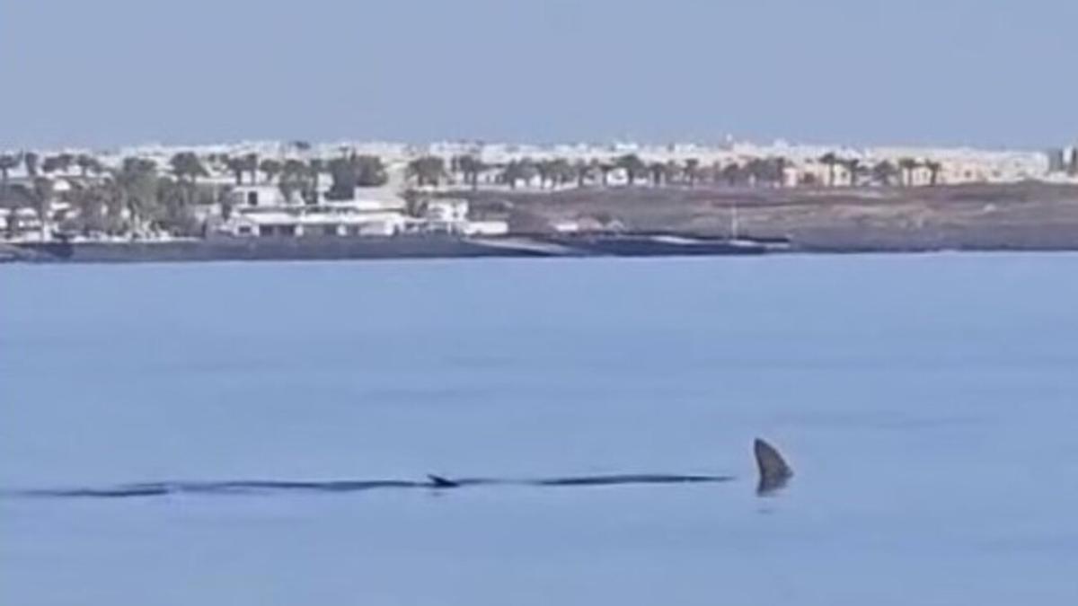Un tiburón martillo se pasea por la bahía de Arrecife