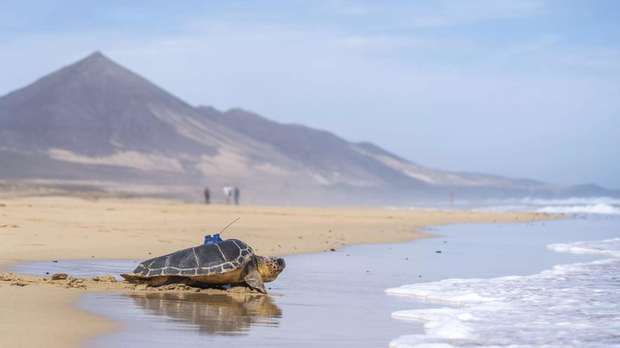 Liberación de tortugas en Fuerteventura