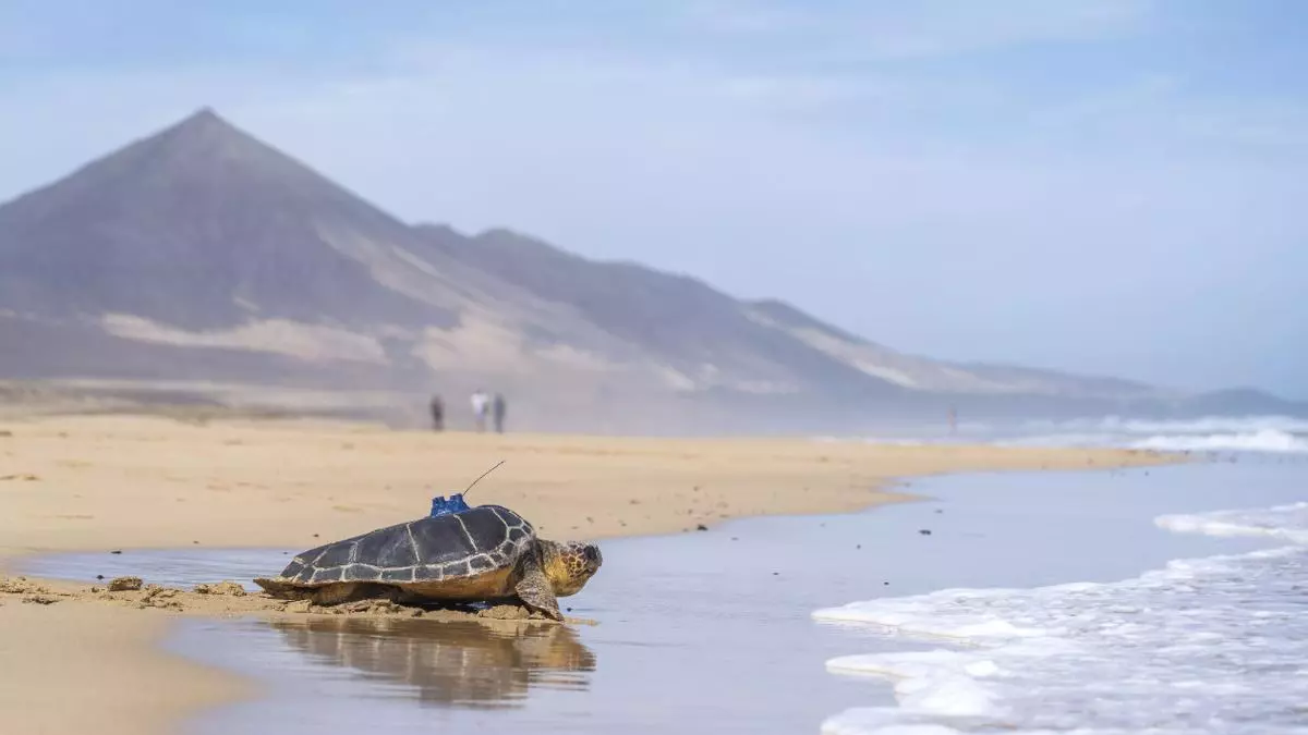 De Cofete a recorrer al mundo: tres tortugas, a lo 'Willie Fogg'