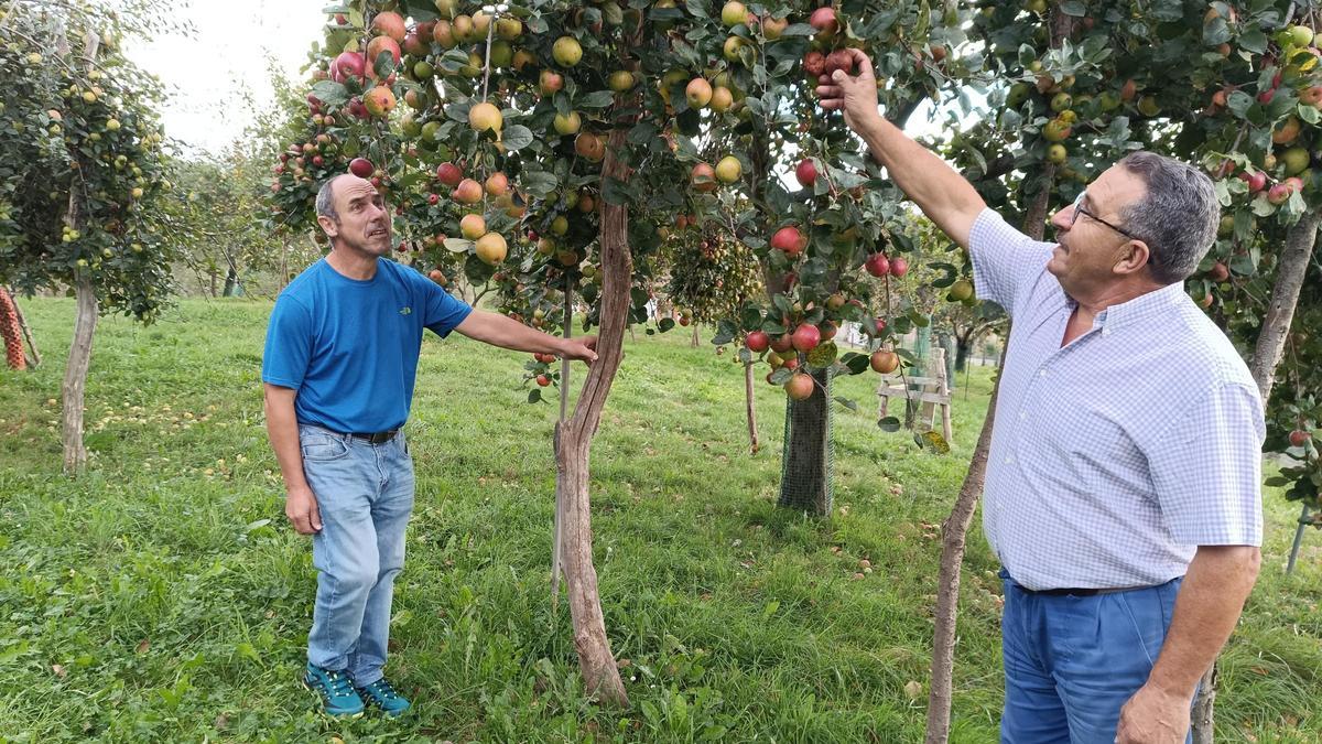 Las pumaradas de Muñó, un tesoro con variedades con más de ocho décadas