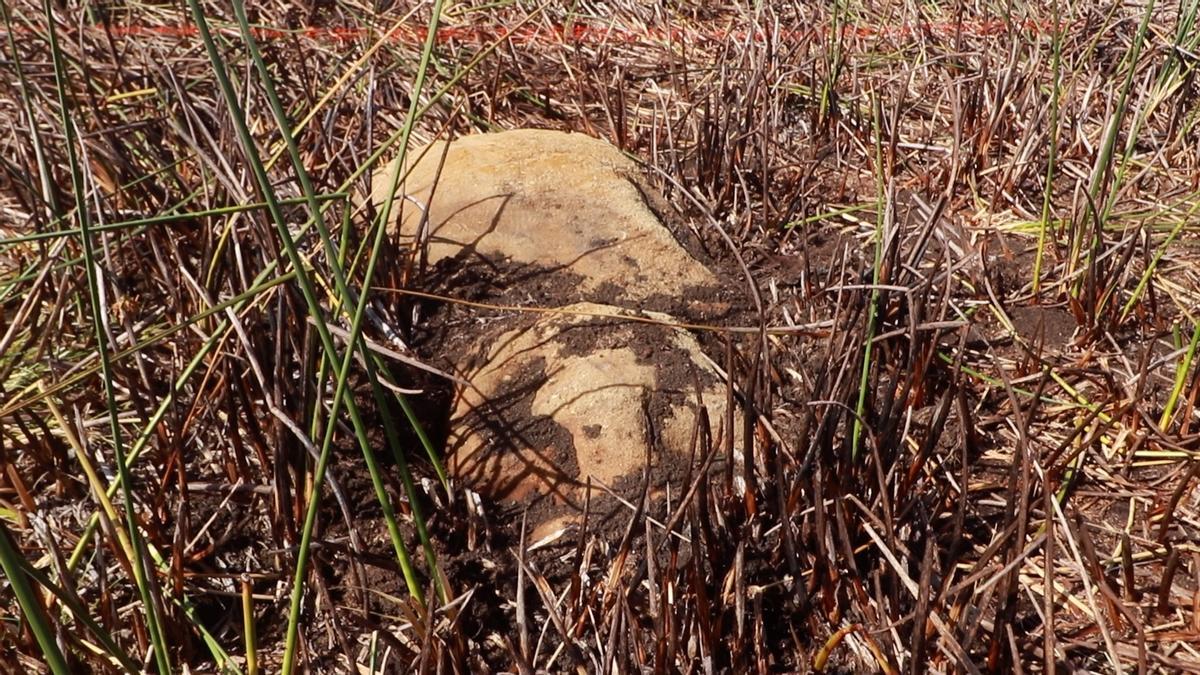 Descubierto un nuevo moai en la isla de Pascua