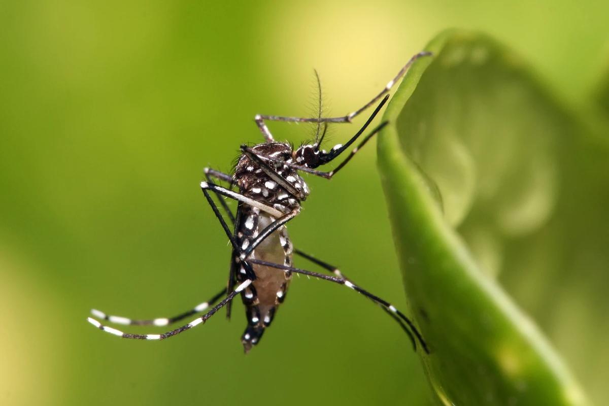 Un ejemplar de Aedes aegypti