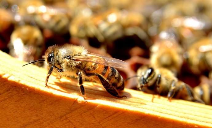 07/06/2018 EL CARACOL, TELDE. Colmenas de abejas ...