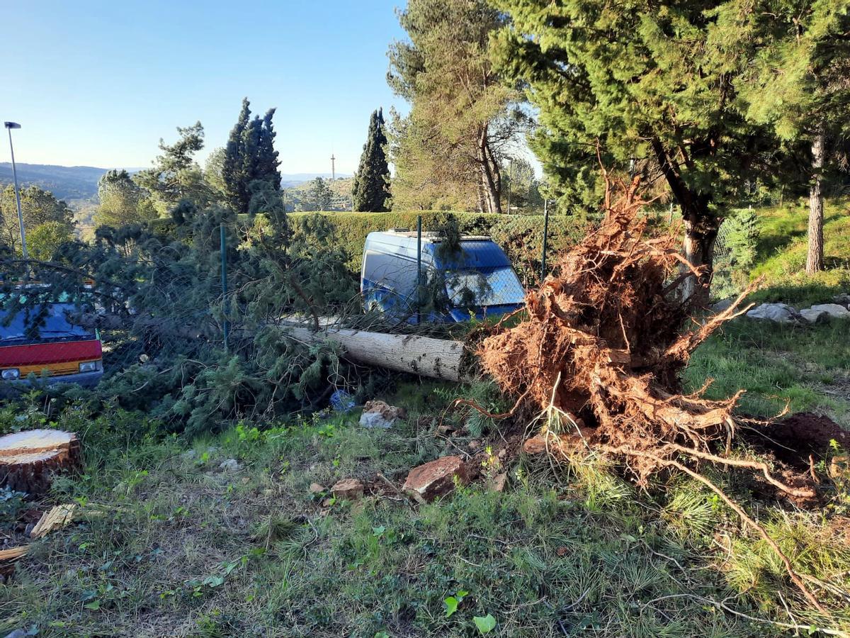 Les brigades municipals de Girona retirant un arbre caigut per la ventada a la ronda del Fort Roig