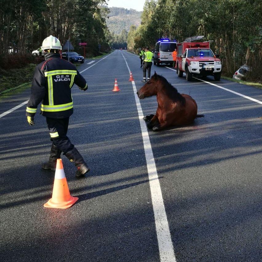 Un caballo atropellado en San Cibrán (Catoira).