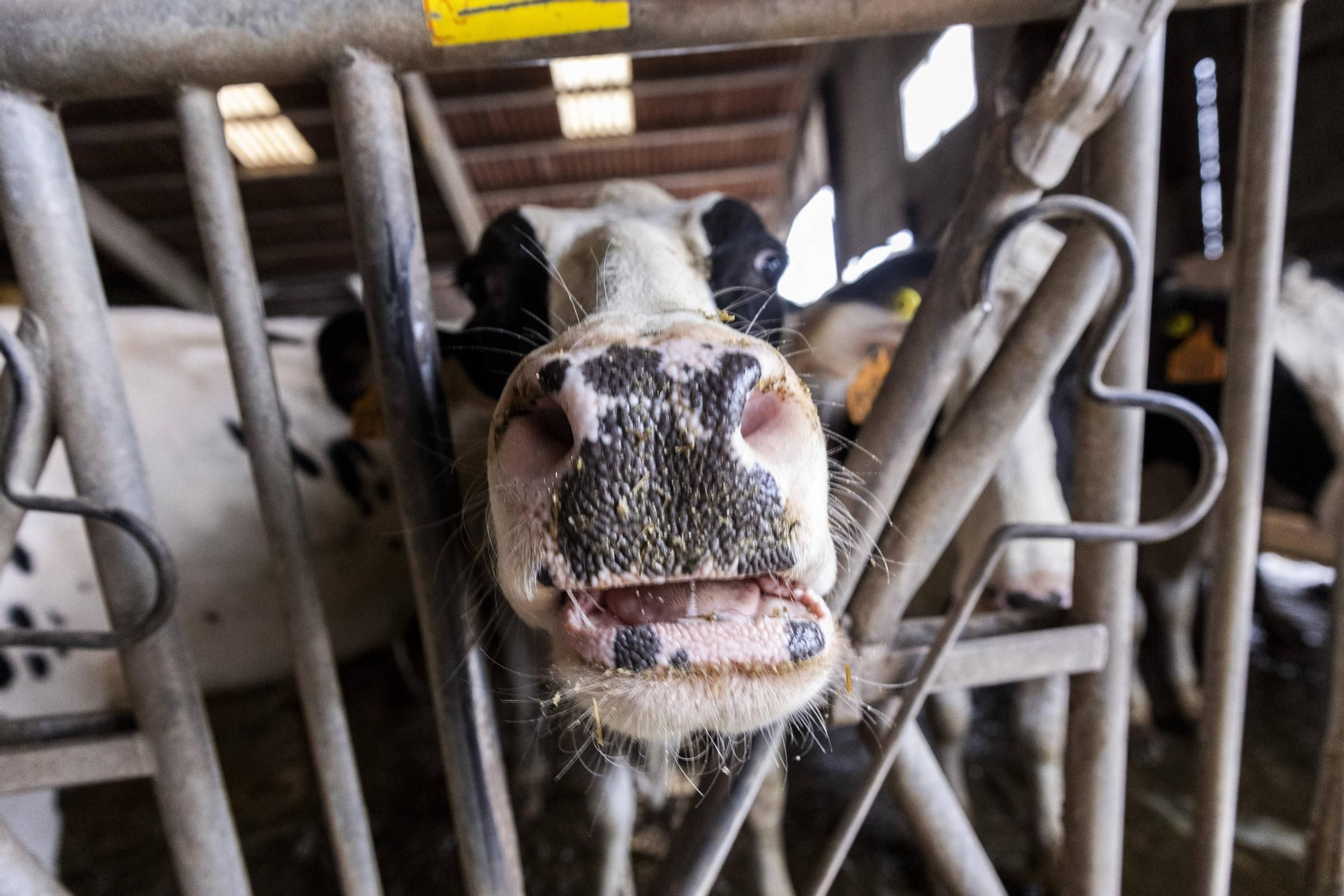 En imágenes | Un viaje por el drama de las vacas de Tineo