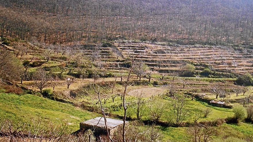 La firma Delaviuda planta 70.000 almendros en Tejeda de Tiétar