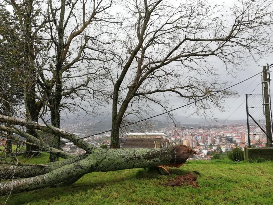 El viento arranca un árbol en el colegio Eduardo Pondal.