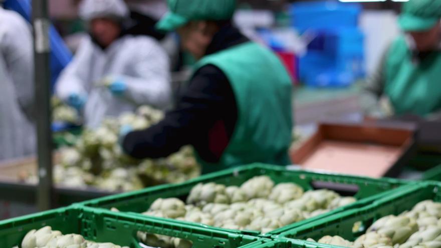 Eurofruits Levante entre en Anecoop y amplia su alcance en el mercado hortofrutícola