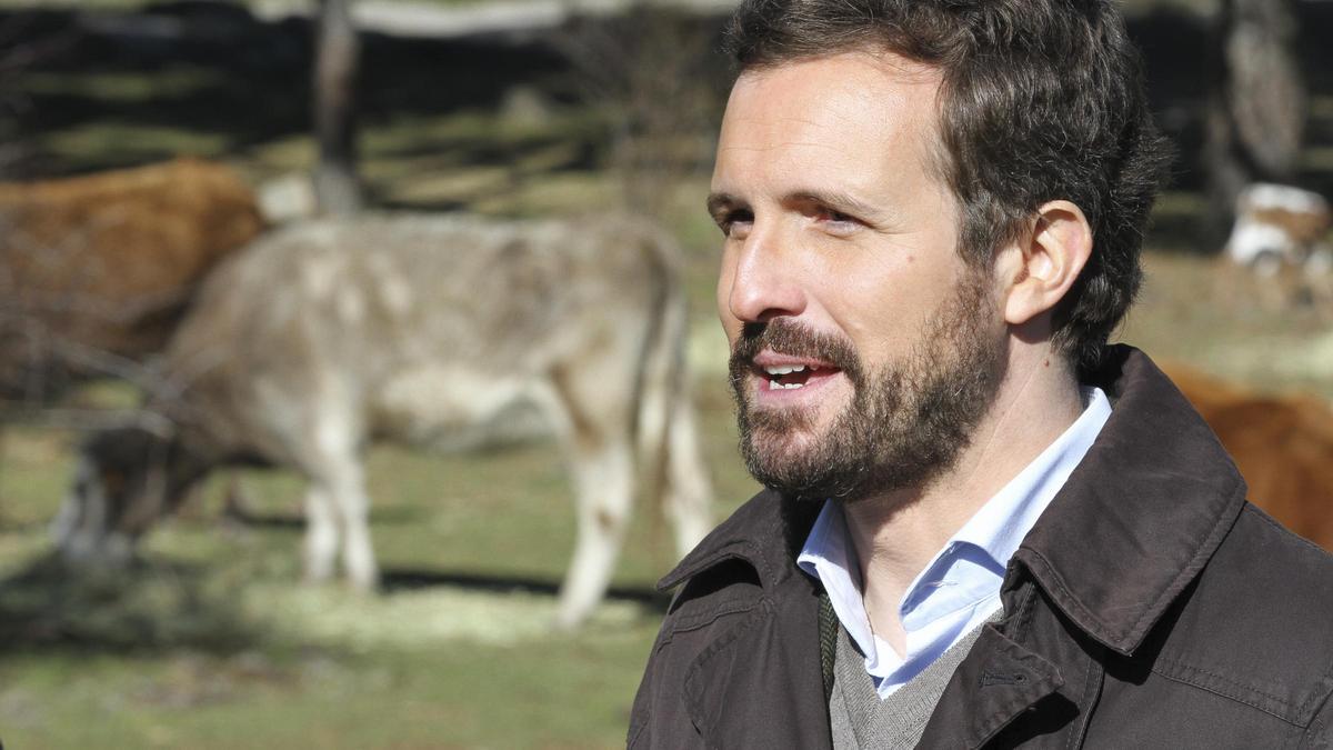 El presidente del PP, Pablo Casado, ofrece declaraciones a los medios, durante su visita a una explotación ganadera extensiva de vacuno en Navas del Marqués, a 14 de enero de 2022, en Navas del Marqués, Ávila, Castilla y León (España).