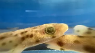Liberan 10 tiburones frente a las costas de Barcelona | VÍDEO