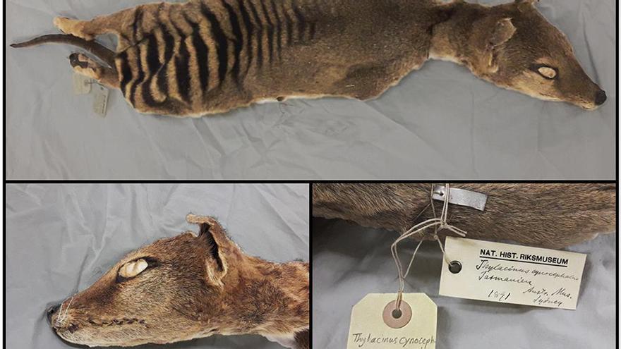 Recuperan por primera vez el ARN de un animal extinto, el Tigre de Tasmania