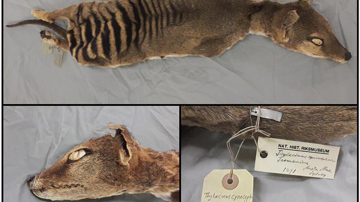 tigre de Tasmania utilizado en el estudio y conservado en desecación a temperatura ambiente en el Museo Nacional de Historia de Suecia en Estocolmo.