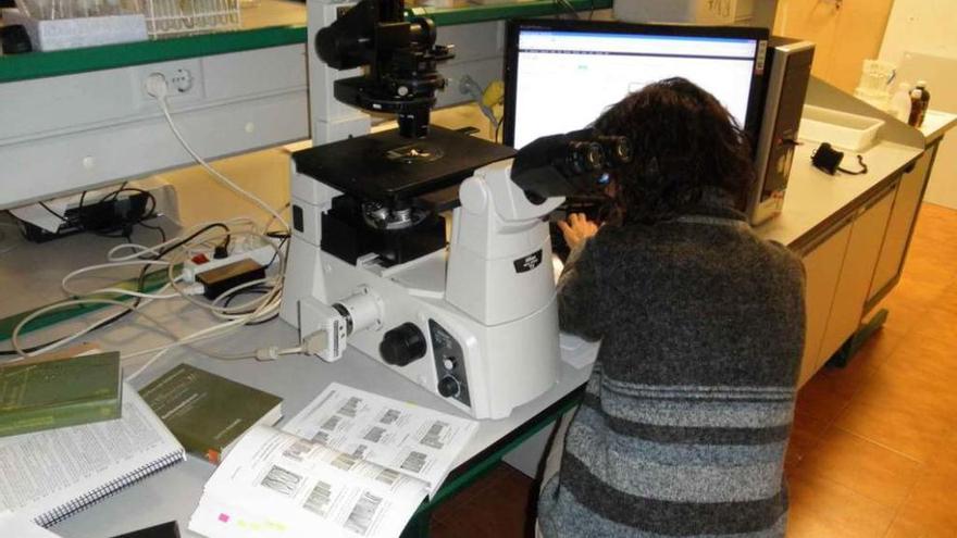 Ana Isabel Negro, inmersa en el trabajo de laboratorio sobre las esponjas.