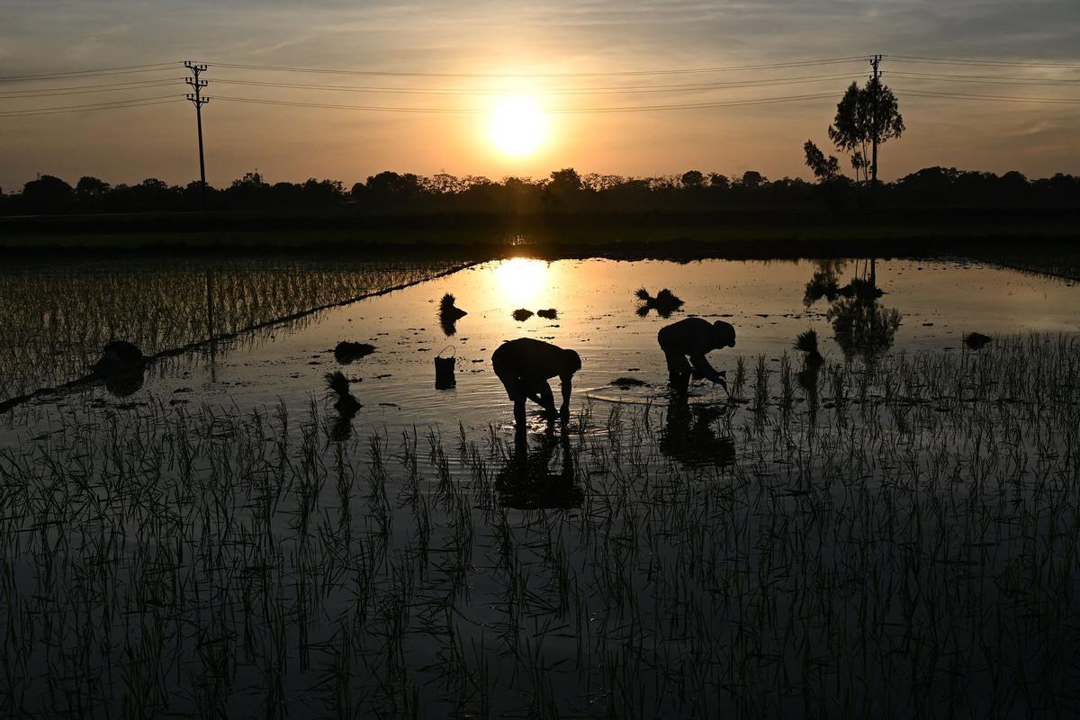 Plantar arroz de noche en Vietnam