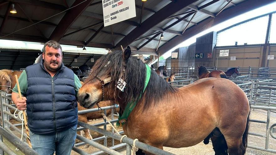 Así es "Lucero", el mejor caballo (y por tercer año consecutivo) del concurso equino celebrado en Siero: “Está en su mejor momento”