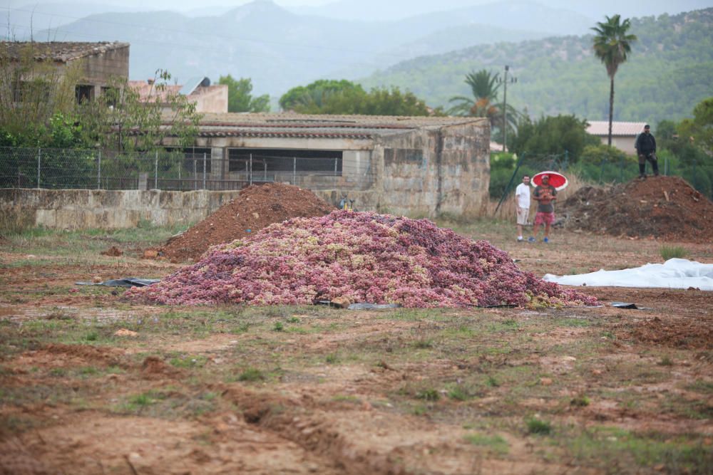 Angesichts des Regenwetters auf Mallorca wurde die traditionelle Traubenschlacht zur Weinernte am Samstag (16.9.) zur Schlammschlacht.