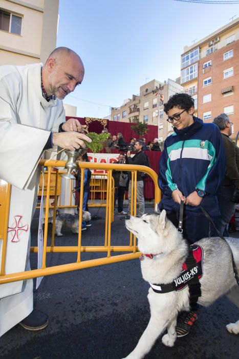 Bendición de animales por Sant Antoni del Porquet