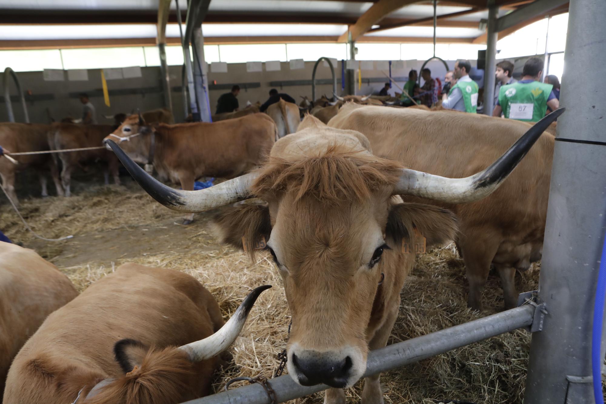 El concurso nacional de la vaca casina