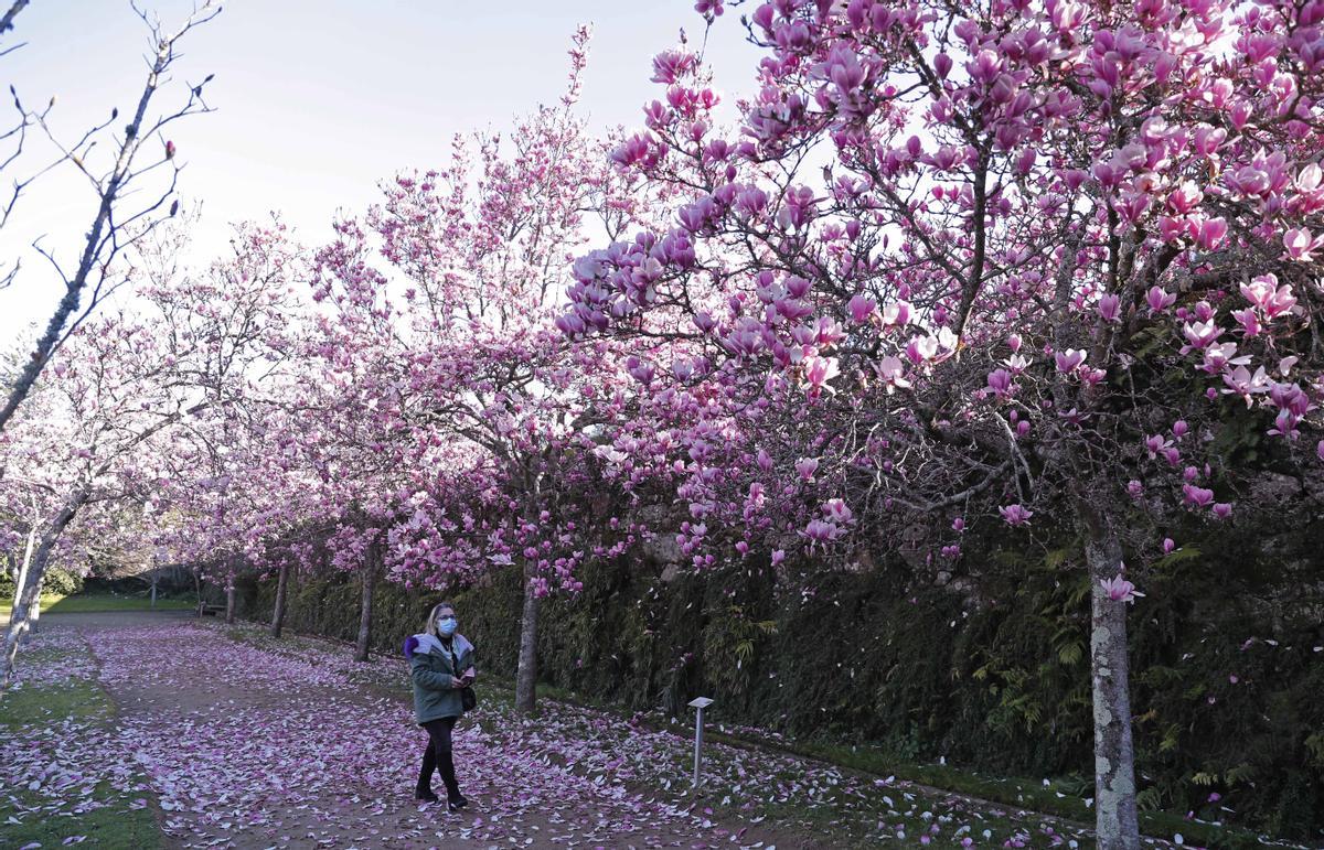 Magnolios en flor en el Pazo Quiñones de León.