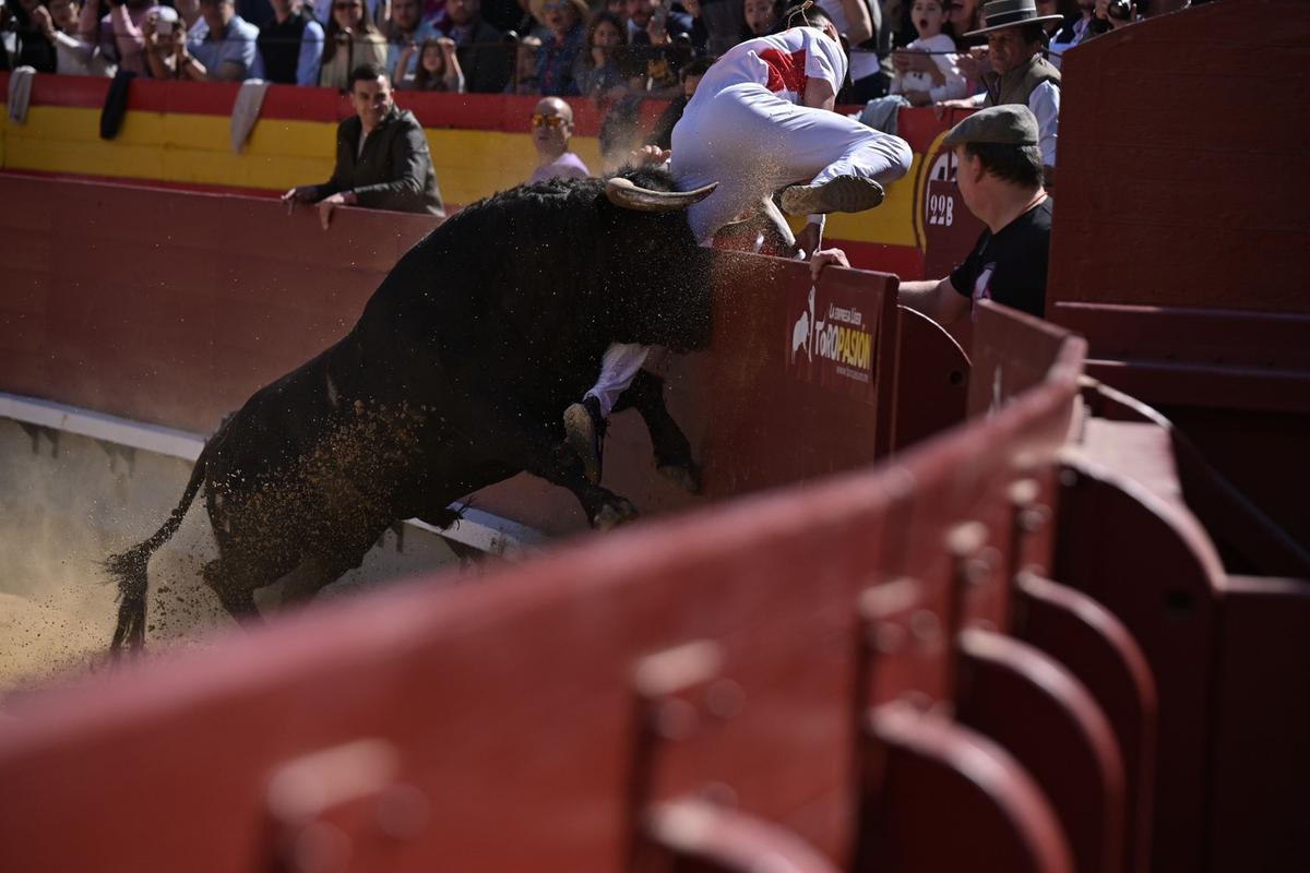 Alguno de los toros se lo ha puesto muy difícil a los reclutadores, que se juegan la vida en cada actuación.